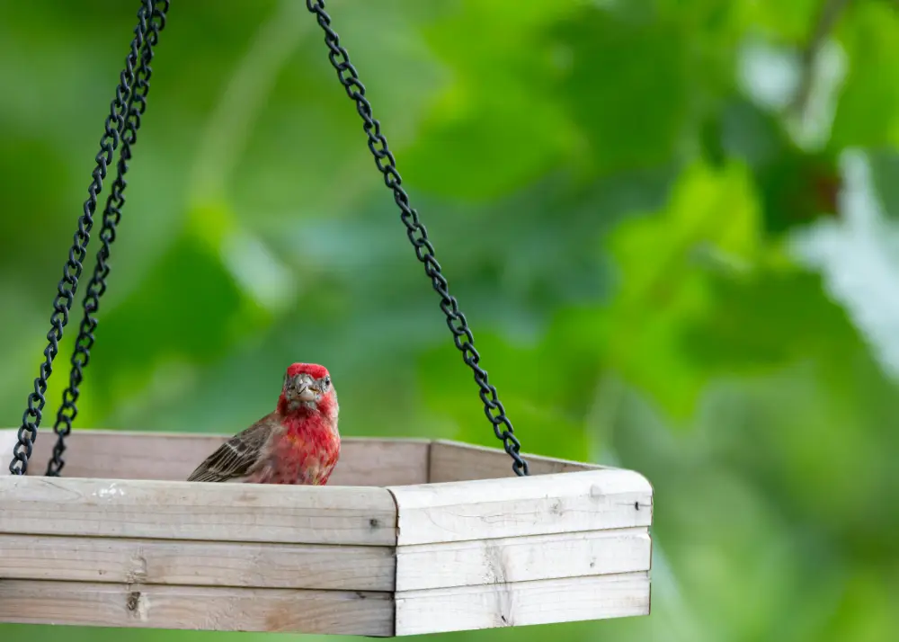 bird feeder home