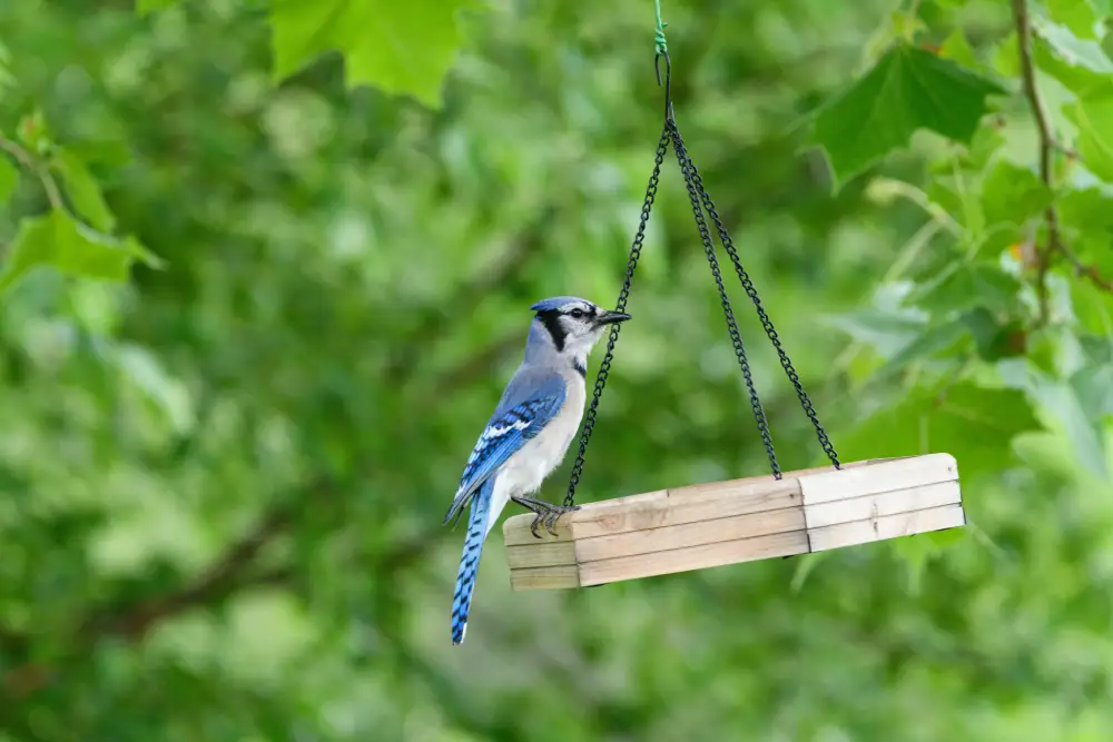 bird feeder