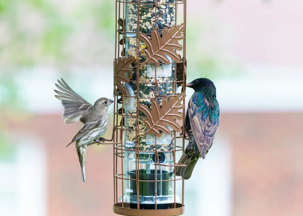Hanging Bird Feeder From Tree